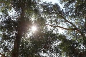 The sun's rays break through the dense foliage of the tree. photo