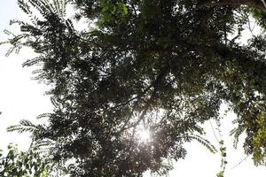 The sun's rays break through the dense foliage of the tree. photo