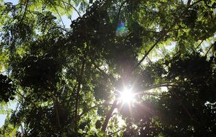 The sun's rays break through the dense foliage of the tree. photo