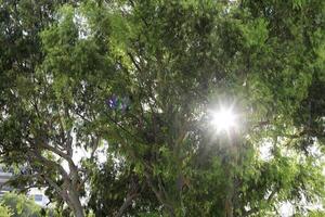 The sun's rays break through the dense foliage of the tree. photo