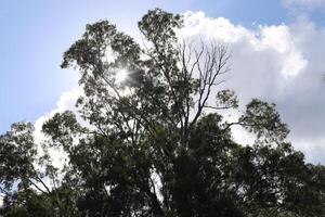 The sun's rays break through the dense foliage of the tree. photo