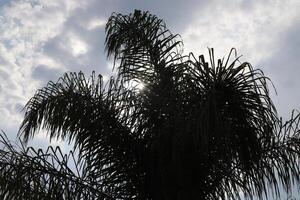 The sun's rays break through the dense foliage of the tree. photo