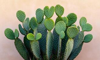 Prickly pear cactus with heart shaped pads thriving in a sunny garden setting photo