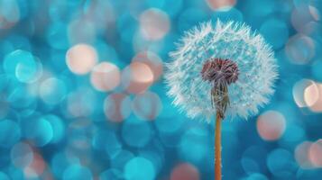 A dandelion puff stands tall against a shimmering blue background with soft bokeh effects photo