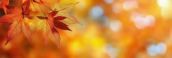 Bright autumn leaves glisten in the soft sunlight during a serene fall afternoon photo