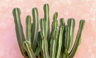 Prickly pear cactus with heart shaped pads thriving in a sunny garden setting photo