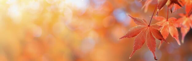 Autumn Leaf With Bokeh Background photo