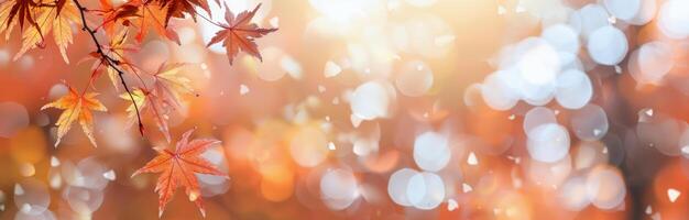 Autumn Leaves With Bokeh photo