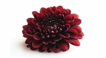 Single Red Chrysanthemum Flower on White Background photo