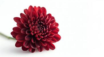 Single Red Chrysanthemum Flower on White Background photo