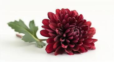 Single Red Chrysanthemum Flower on White Background photo