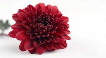 Single Red Chrysanthemum Flower on White Background photo