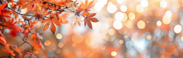 Autumn Leaves With Bokeh photo