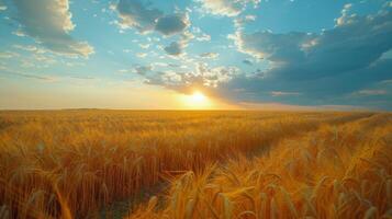 Golden wheat fields under a bright blue sky with fluffy clouds during a sunny afternoon photo