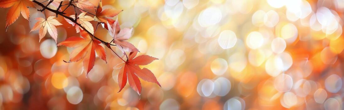 Autumn Leaves With Bokeh photo