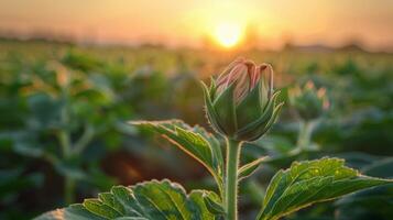 Sunflower budding in a vibrant field during sunset with dramatic clouds in the background photo