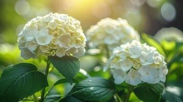 Beautiful white hydrangeas blooming in a lush garden during the golden hour of sunset photo
