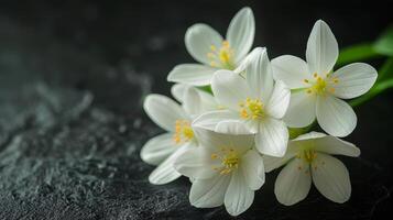 Delicate white flowers with yellow centers resting on a dark surface in natural light photo