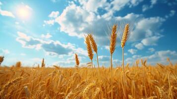 Golden wheat fields under a bright blue sky with fluffy clouds during a sunny afternoon photo