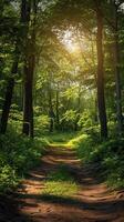 Sunlight filters through trees on a serene forest path during early morning hours photo