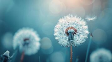 A dandelion puff stands tall against a shimmering blue background with soft bokeh effects photo
