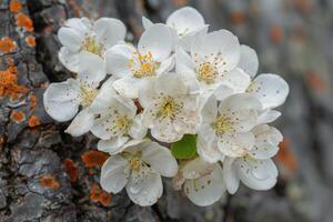 Delicate white blossoms emerging from a tree trunk covered in orange lichen during springtime photo