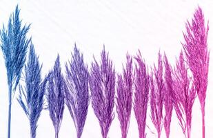 Multicolored blue and purple spikelets on a white background. Abstract background photo
