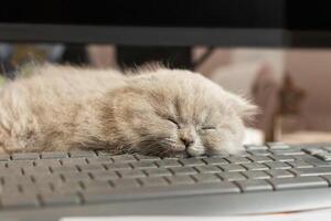 Modern life of pets. Gray scottish fold kitten sleeping or napping on computer keyboard. Home or remote work with animals photo