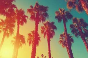 Palm trees in vibrant sunset colors illuminating the sky along a tropical beach photo