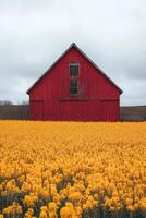 A vibrant yellow flower field surrounds a rustic red barn under a cloudy sky photo