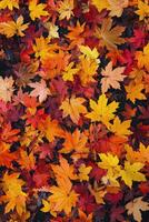Colorful autumn leaves create a vibrant carpet on the ground in a serene outdoor setting photo