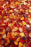 Colorful autumn leaves create a vibrant carpet on the ground in a serene outdoor setting photo