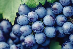 Freshly harvested purple grapes with water droplets and green leaves on a white background photo