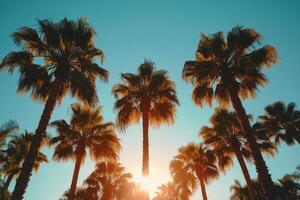Palm trees in vibrant sunset colors illuminating the sky along a tropical beach photo
