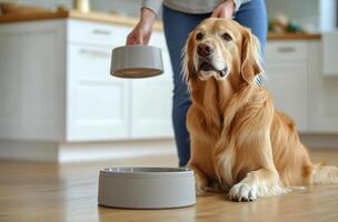 Golden Retriever resting beside an empty bowl with a person preparing to feed it in a kitchen photo