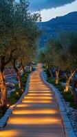 A beautifully lit pathway lined with olive trees at twilight in a serene outdoor setting photo