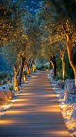 A beautifully lit pathway lined with olive trees at twilight in a serene outdoor setting photo