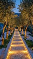 A beautifully lit pathway lined with olive trees at twilight in a serene outdoor setting photo