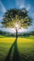 Sunlight shining through a large tree in a green landscape during late afternoon photo