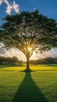 Sunlight shining through a large tree in a green landscape during late afternoon photo
