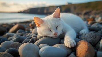 A white cat peacefully sleeping on smooth stones by the water during sunset at the beach photo