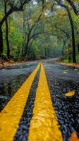 A winding road through a colorful forest during a rainy autumn afternoon photo
