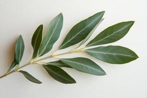 Fresh green bay leaves arranged on a light background showcasing natural textures and hues photo