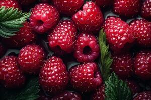 Fresh raspberries glistening with water droplets in a close up view during natural lighting photo