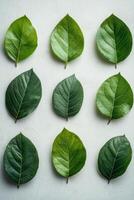 Various green leaves arranged in a grid pattern on a light background in natural light photo