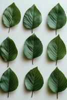 Various green leaves arranged in a grid pattern on a light background in natural light photo