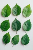 Various green leaves arranged in a grid pattern on a light background in natural light photo