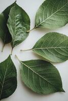 Various green leaves arranged in a grid pattern on a light background in natural light photo