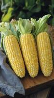Freshly harvested corn cobs arranged on a kitchen countertop with green husks and kernels visible photo