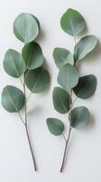 Fresh eucalyptus leaves on a light background, showcasing vibrant green hues and natural beauty photo